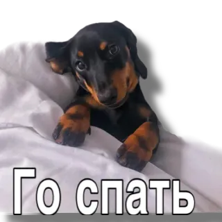 😴 Го спать dog, sleep, dachshund, bed, cute, puppy whatsapp sticker