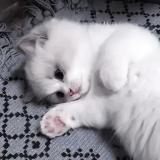 🐈 kociak, kot, zwierzę, zwierzę domowe, słodki, biały, domowy, koci telegram sticker
