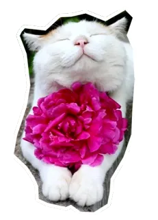 😌 แมว, ดอกไม้, น่ารัก, สัตว์, มีความสุข, สติกเกอร์ telegram sticker