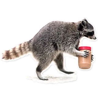 RACOONPACK2 telegram stickers