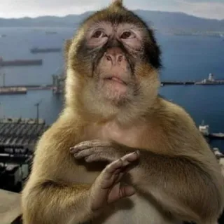 🤐 monkey, ape, barbary macaque, animal, funny, reaction, nature, primate telegram sticker