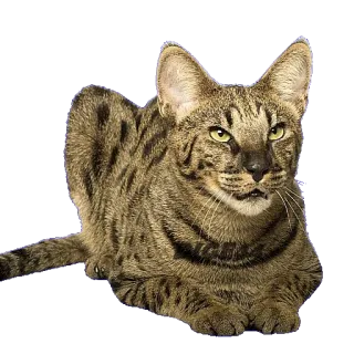 😏 chat, animal, félin, chat domestique, mammifère, animal de compagnie, chat Savannah whatsapp sticker