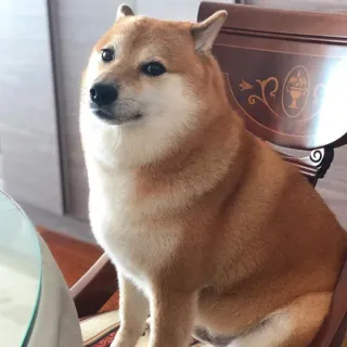 😶 dog, shiba inu, pet, animal, chair telegram sticker