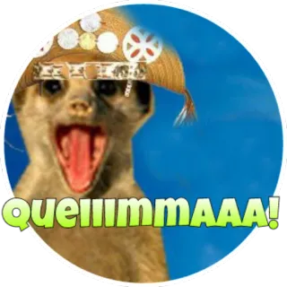 🔥 Quellmmaaaa! suricato, animal, expressão, engraçado, adesivo telegram sticker