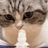 😺