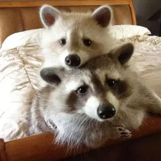 👫 енот, животные, дикая природа, милый, млекопитающее, природа, пушистый telegram sticker