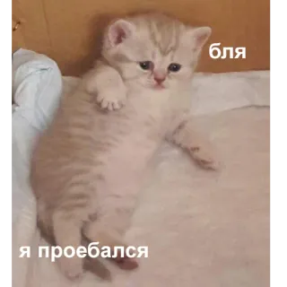 ☹️ бля
Я проебался kotek, kot, słodki, mem, rosyjski telegram sticker
