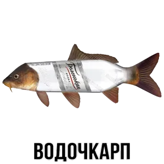 @shblok telegram stickers