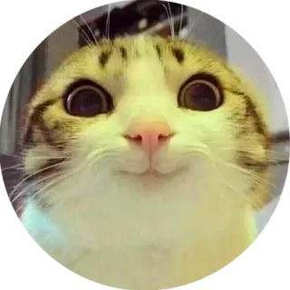 ☺️ gato, fofo, animal, engraçado, meme whatsapp sticker