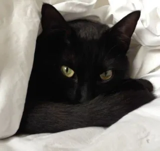 🍑 cat, black cat, pet, animal, cute, bed, blanket telegram sticker