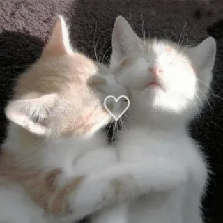 💗 猫, 小猫, 爱, 可爱, 宠物, 动物, 心 telegram sticker