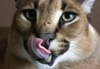 🐱 Floppa cat, licking, caracal, floppa, big cat telegram sticker