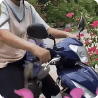 🪷 moto, mono, animal, transporte, scooter whatsapp sticker