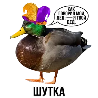 🦆 КАК ГОВОРИЛ МОЙ ДЕД:— Я ТВОЙ ДЕД.
ШУТКА anatra, cappello, testo, russo, battuta, meme telegram sticker