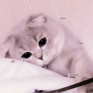🗯 c chat, chaton, triste, pleurer, animal, animal de compagnie telegram sticker