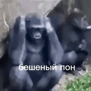 💫 бешеный пон gorila, binatang, kera, primata telegram sticker