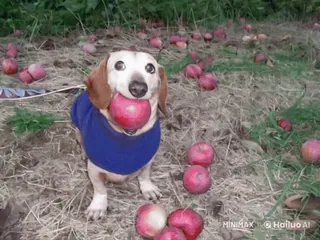 🌟 腊肠犬, 狗, 苹果, 水果, 宠物, 动物, 可爱 telegram sticker