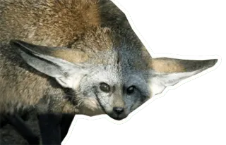 🦊 bat-eared fox, fox, animal, mammal, wildlife, nature telegram sticker