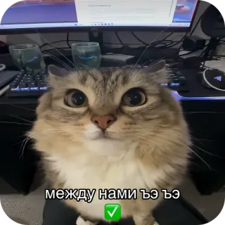 ✋ между нами ъэ ъэ 猫, かわいい, 動物, ロシア, ミーム telegram sticker