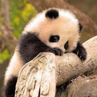 🐼 panda, animal, mignon, bébé panda, faune, nature whatsapp sticker