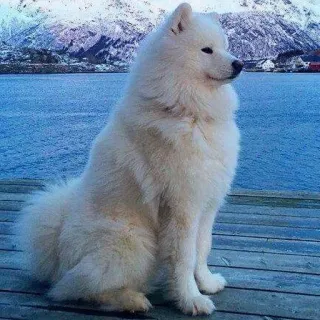 ❤️ Hund, Samojede, weißer Hund, flauschig, Tier, Haustier, Schnee, Berge telegram sticker