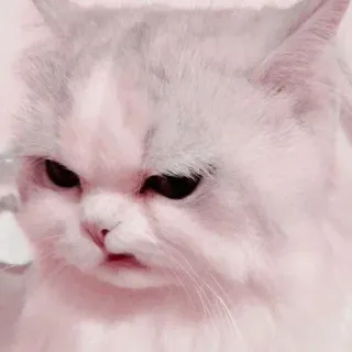 🤨 кот, животное, питомец, милый, домашнее животное, кошачий telegram sticker