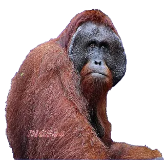 🦧 plzeas orangutan, ape, animal, mammal, wildlife, primate telegram sticker