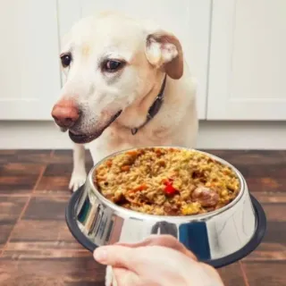 🍚 hond, voeding, huisdier, dier, hondenvoer, maaltijd, voederbak telegram sticker