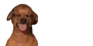 😡 cachorro, animal, animal de estimação, chihuahua telegram sticker