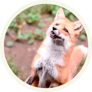 😲 vos, dier, wildlife, schattig telegram sticker