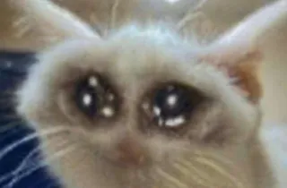 🌟 gatto, triste, piangere, animale, meme, animale domestico telegram sticker