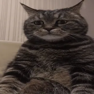 😿 gato, animal de estimação, animal, mamífero, felino, tigrado telegram sticker