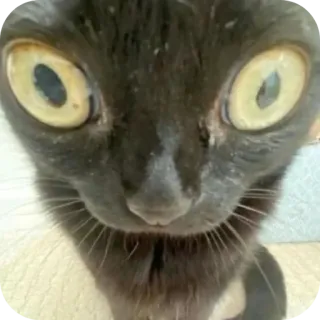 🐱 gatto, gatto nero, animale, animale domestico, occhi, divertente telegram sticker
