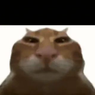 🌟 gato, animal, meme, engraçado, laranja, gato doméstico telegram sticker