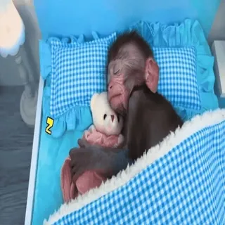 💤 monkey, sleep, bed, teddy bear, cute, animal whatsapp sticker