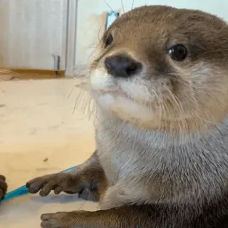 😑 loutre, animal, mignon, mammifère, faune, adorable, animal de compagnie telegram sticker
