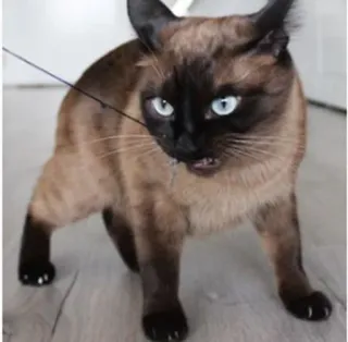 😠 кошка, животное, питомец, сиамская кошка, домашнее животное telegram sticker