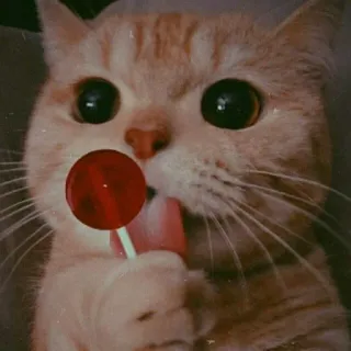 🐈 고양이, 사탕, 달콤한, 동물, 귀여운, 주황색, 애완 동물 telegram sticker