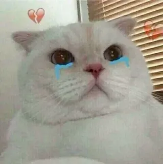🌸 猫, 悲しい, 泣く, 失恋 telegram sticker