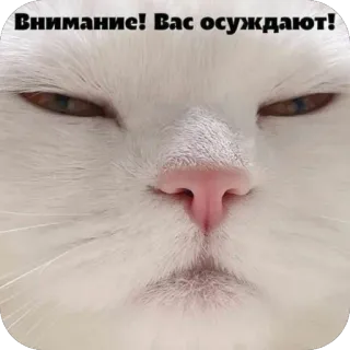 🫥 null Внимание! Вас осуждают! cat, judgmental, angry, meme, funny, white cat, serious, disapproval telegram sticker