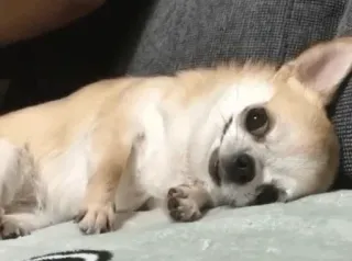 🐾 Hund, Chihuahua, Welpe, Tier, süß, Haustier, liegend telegram sticker
