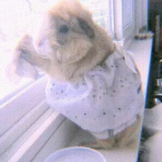 🍣 coniglio, coniglio, animale, animale domestico, finestra, carino, animale domestico, vestito, interno telegram sticker