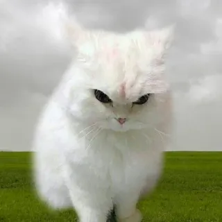 😡 kot, zły, biały kot, zrzędliwy, zwierzę domowe, zwierzę telegram sticker