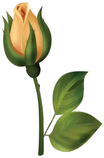 🌹 fiore, rosa, pianta, fioritura, giallo, natura whatsapp sticker