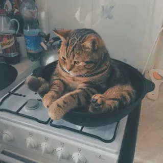 🐱 kot, kuchenka, kuchnia, zwierzę domowe, zwierzę, kotowate, kot domowy telegram sticker