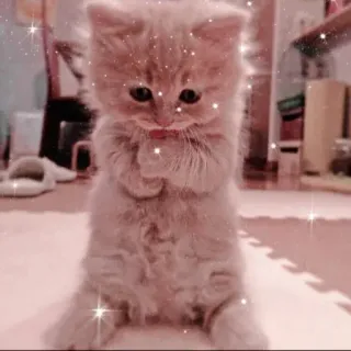 🥲 кот, котенок, милый, животное, питомец, кошачий telegram sticker