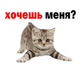 👌 хочешь меня? gato, gatinho, fofo, animal de estimação, animal whatsapp sticker