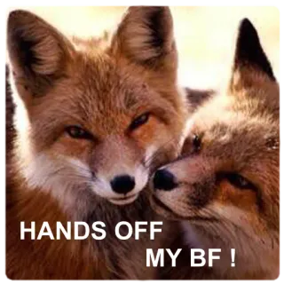 💑 HANDS OFF MY BF ! fox, animal, cute, boyfriend, jealousy, wildlife, nature telegram sticker
