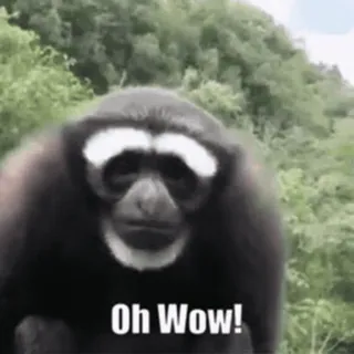 FunnyAnimal telegram stickers