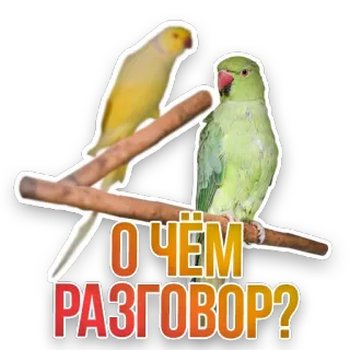 😎 О чём разговор? parrot, birds, conversation, animal, pets telegram sticker